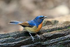 Chinese Blue Flycatcher